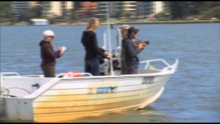 Destination WA  Swan River Dolphin Watch [upl. by Nakashima864]