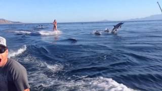 Dolphin Surfing Woman Wakeboarding with Dolphins as seen on TV WORLDWIDE [upl. by Bernat]