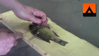 How to fillet a bluegill or sunfish [upl. by Arleta]