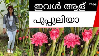 ഇവൾ ആള് പുപ്പുലിയാ  Etlingera elatior  Tourch ginger [upl. by Hoy]