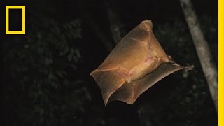 Its a Bird Its a Plane  Its a Colugo  Nat Geo Live [upl. by Corbet554]