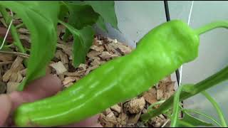 ⟹ Cubanelle Sweet Pepper Capsicum annuum var annuum [upl. by Shinberg]