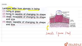 Lenticels differ from stomata in being [upl. by Latoye]