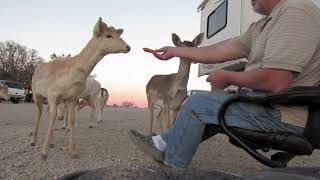 Jacksboro Texas Feeding the deer [upl. by Joe]