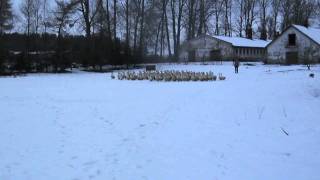 sheltie herding geese [upl. by Eleinad833]