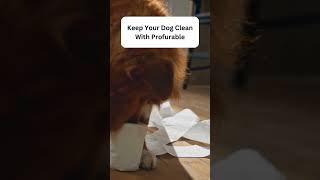 Clean Dog Clean House cleaning dogbath dog dogessentials [upl. by Yessej]