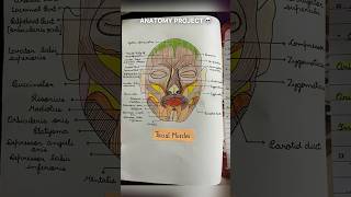 face Muscles nerve supply  venous drainage arterial supply of face❤️anatomy shorts mbbs bds [upl. by Harima]