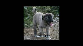 Kangal vs PitbullEjder [upl. by Royden]