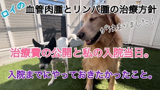 愛犬の血管肉腫とリンパ腫の治療方針が決まりました。治療費は？ 私の入院までにやっておきたかったこと3つと、いよいよ入院当日。。 犬の病気 血管肉腫 乳がん [upl. by Stoecker111]