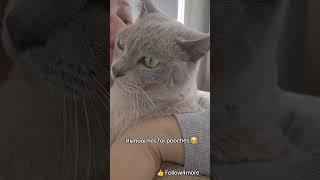 Smooches for pooches catlove fyp lovecats weekendvibes weekendvibes [upl. by Fallon577]