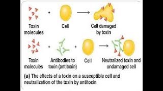 antitoxin mechanism [upl. by Donohue]