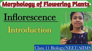 InflorescenceIntroduction Racemose amp Cymose Inflorescence Morphology of Flowering PlantsClass 11 [upl. by Mayeda]