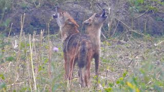 Sheyaler Dak 2024 II FoxGolden Jackal Sound II Jackal Howling Soundভয়ংকর শিয়ালের ডাক [upl. by Jasper]