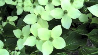 Fast Growing Kousa Dogwood [upl. by Neely108]