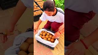 Kivi fal subscribe jaroor karna 🙏😭 please dosto 😭🙏 fruit kivi kivifruit [upl. by Nyhagen]