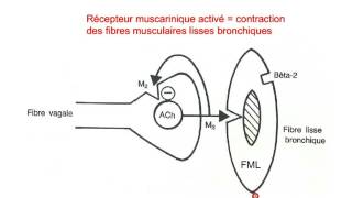 pharmacologie du ssyesteme nerveux autonome partie 3 [upl. by Millisent810]