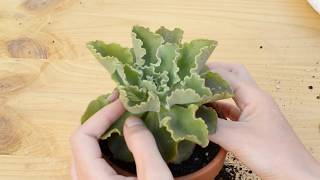 Trasplante de Echeveria blue curls [upl. by Sollows]