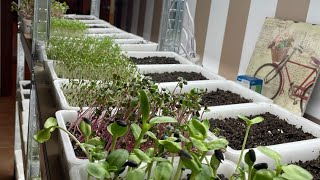 Mercato dei Microgreens  Come si vendono [upl. by Ominorej998]