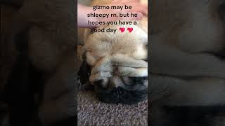 Gizmo pets pug [upl. by Kurth]