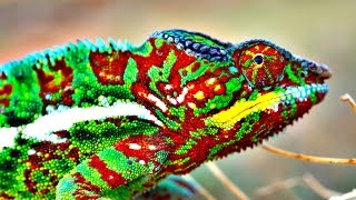 How Do Chameleons Change Color [upl. by Adriell]