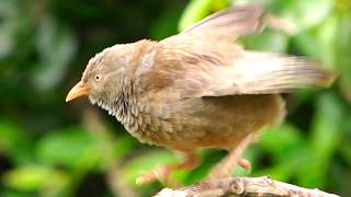 Amazing Yellow Billed Babbler Bird [upl. by Ibbed]