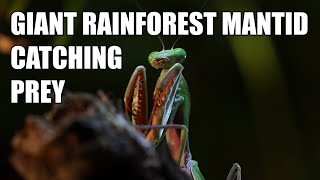 Giant Rainforest Mantid [upl. by Eliason327]