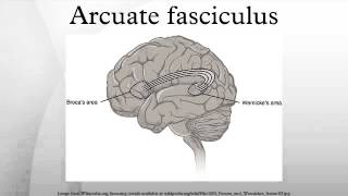 Arcuate fasciculus [upl. by Pietje]