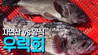 자연산우럭vs양식우럭 회뜨기 자연산이 메리트가 있을까 How to fillet a rockfish  mukbang [upl. by Pilif]