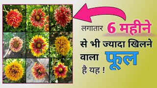 Gaillardia Flower Plant Information 🌻🌼 Blanket Flower  Gaillardia Paudhe Ki Jaankari Hindi Mein [upl. by Creedon]