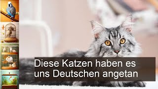 Die beliebtesten Katzen in Deutschland Hauskatze Britisch Kurzhaar Perserkatze und Co [upl. by Tapes595]