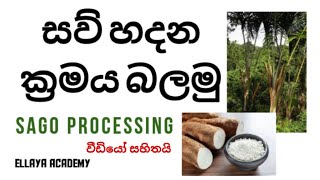 සව් නිශ්පාදනය කරන්නේ කොහොමද  sago processing sago energy food healthy [upl. by Ganny]