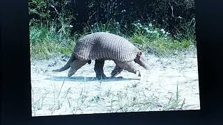 Largest armadillos [upl. by Wittie]