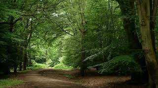 Epping Forest  English Country Dance [upl. by Annwahs108]