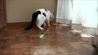 猫じゃらしで遊ぶ Playing with setaria MIMI [upl. by Janina]