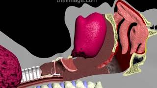 Endotracheal Intubation Animation by Cal Shipley MD [upl. by Nrek]