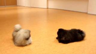 Pekingese puppies Blacky and Villu playing [upl. by Arundel123]