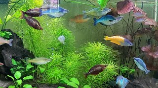 The Rare amp Beautiful Rainbow Fish of Bentley Pascoes Aquarium Display Gallery Tanks Incredible Love [upl. by Snilloc]