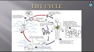 Blood nematodes Dracunculus medinensis [upl. by Ispep]