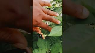 Scotch bonnet pepper Isaakiway viralchannel viralvideo garden balconyflowers pepper [upl. by Chapel571]