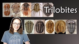 Arthropoda Pt 2 Trilobites Invertebrate Paleontology  GEO GIRL [upl. by Amr]