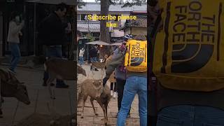 Nara deer park japan deer narapark shorts [upl. by Marienthal902]