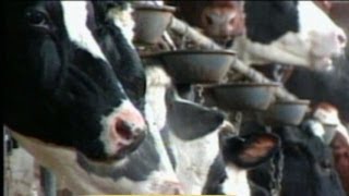 Mad Cow Disease Discovered in US Cattle At California Dairy Farm [upl. by Mckenna690]