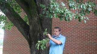 Callery pear Pyrus calleryana  Plant Identification [upl. by Ienttirb222]