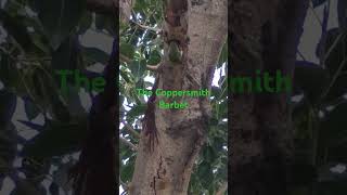 The Coppersmith Barbet birds that creates hole in tree [upl. by Lewak]