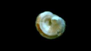 Tiny worm Spirorbis violaceus [upl. by Sunderland]