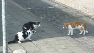 Cat fight  katten schijn gevecht [upl. by Lama]