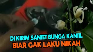 DI KIRIM SANTET BUNGA KANTHIL BIAR GAK LAKU NIKAH [upl. by Batsheva305]