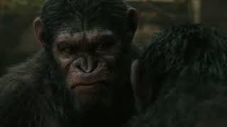 Dawn of the Planet of the Apes 2014  Caesar vs Koba [upl. by Meldon142]