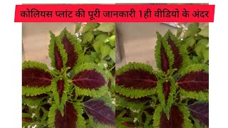 Coleus plant care  coleus propagationcoleus ki cutting kaise lgaye [upl. by Vani]