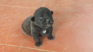 Sounds Puppies call their mother Puppy Crying Sound Puppy Crying Sound Effect to Stimulate Your Dog [upl. by Erund369]